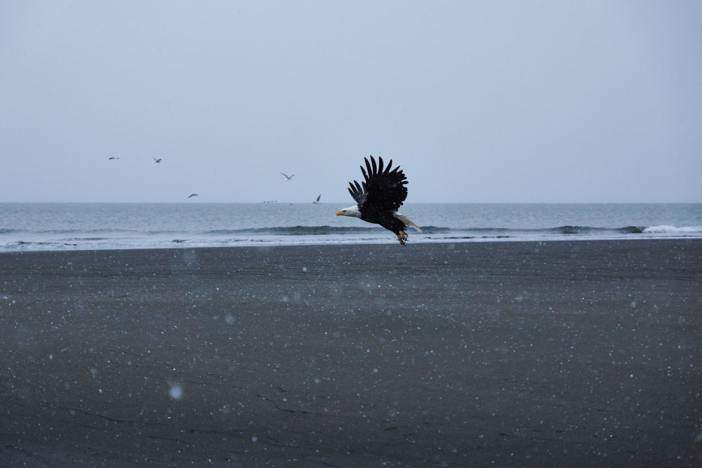 Eagle flying across beach in Homer, Alaska